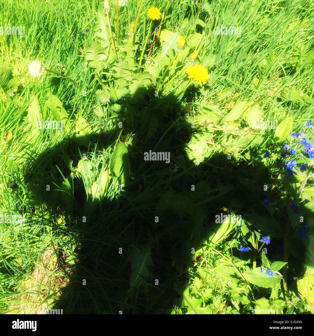 The nightmare of weeds in the garden - Smartphone Captured Stock Image