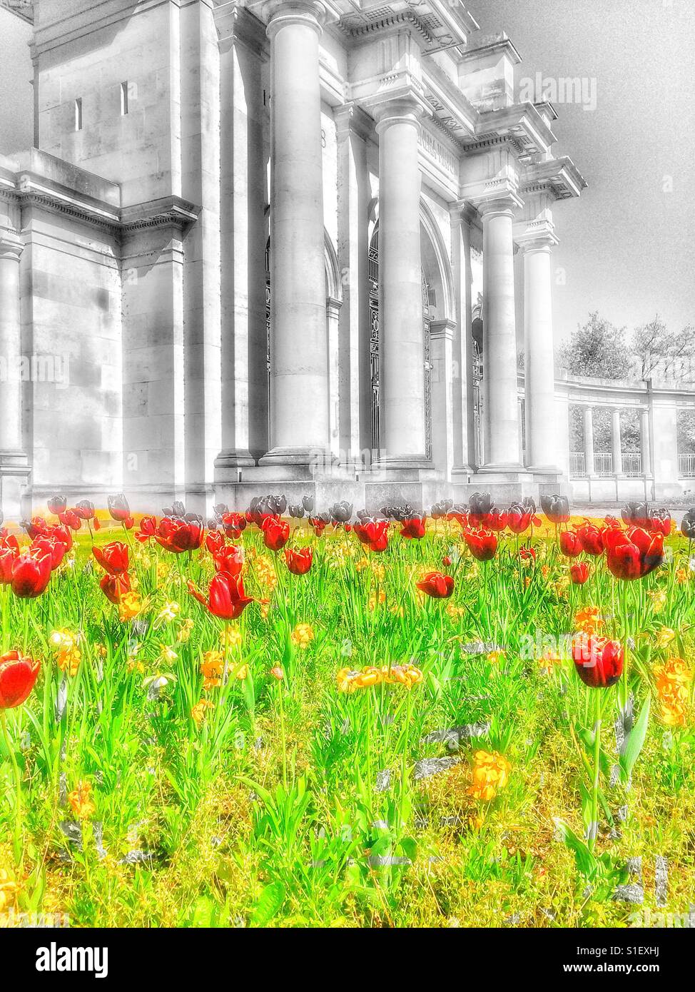 City war memorial by T Wallis Gordon (1927) and red tulips, Victoria Embankment, Nottingham, Nottinghamshire, East Midlands, England - Smartphone Captured Stock Image