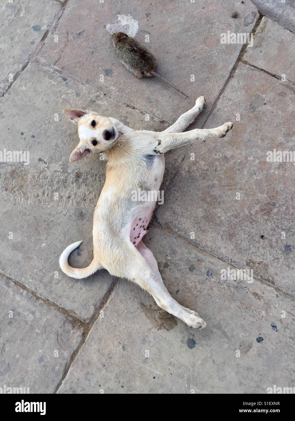 A dog plays with a rat in Varanasi Stock Photo