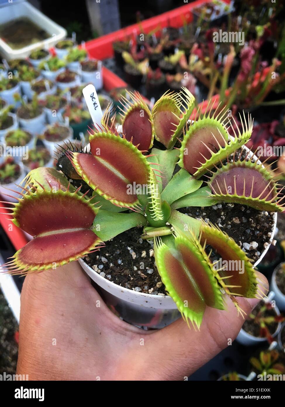 Carnivorous plant - Venus flytrap Stock Photo