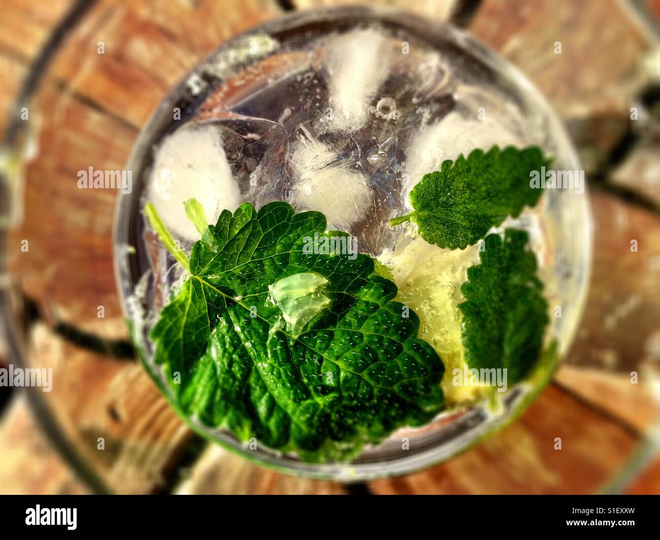 Gin and tonic made with lime, apple balm mint (which was and
