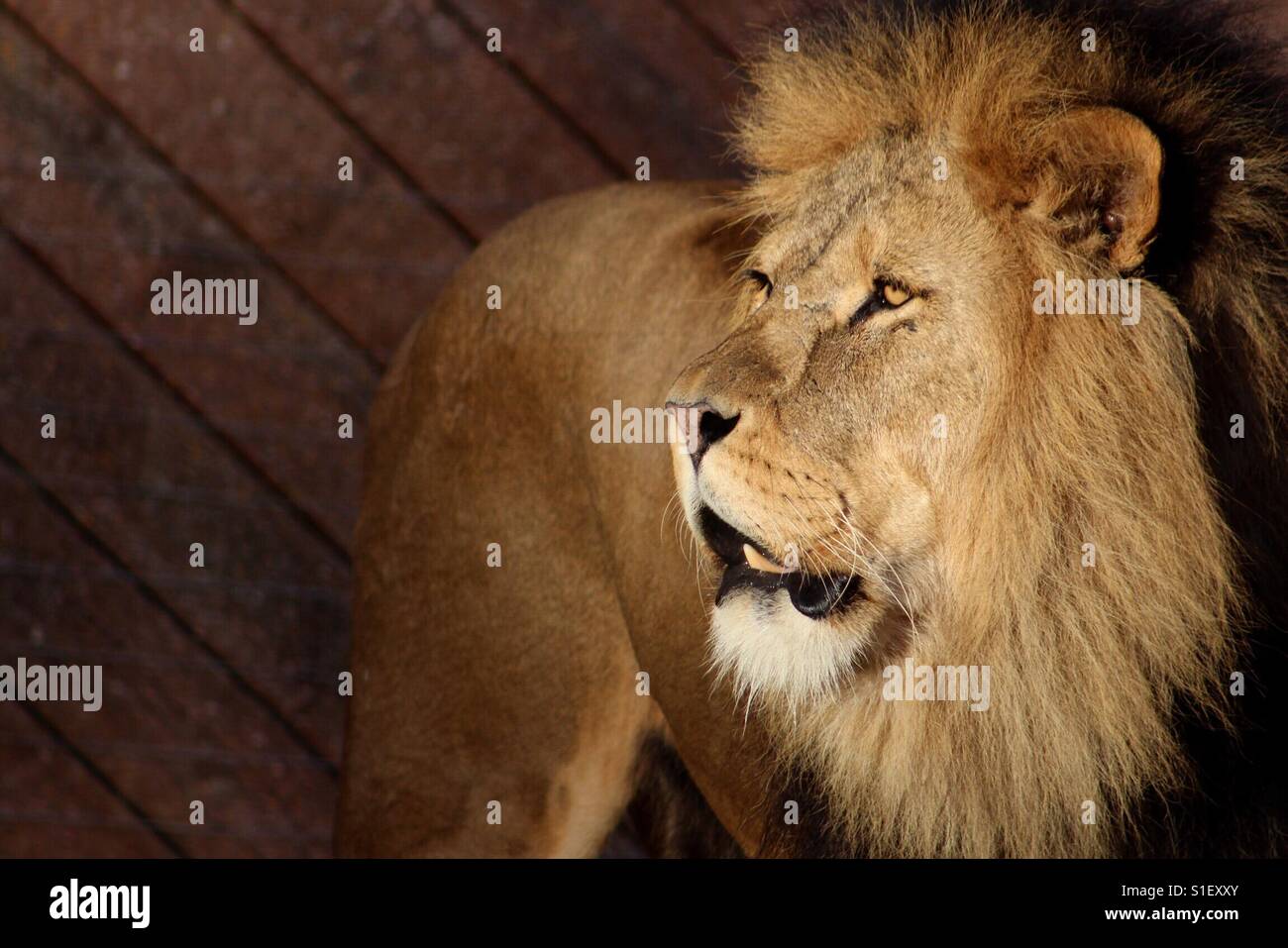 Colchester zoo lion hi-res stock photography and images - Alamy
