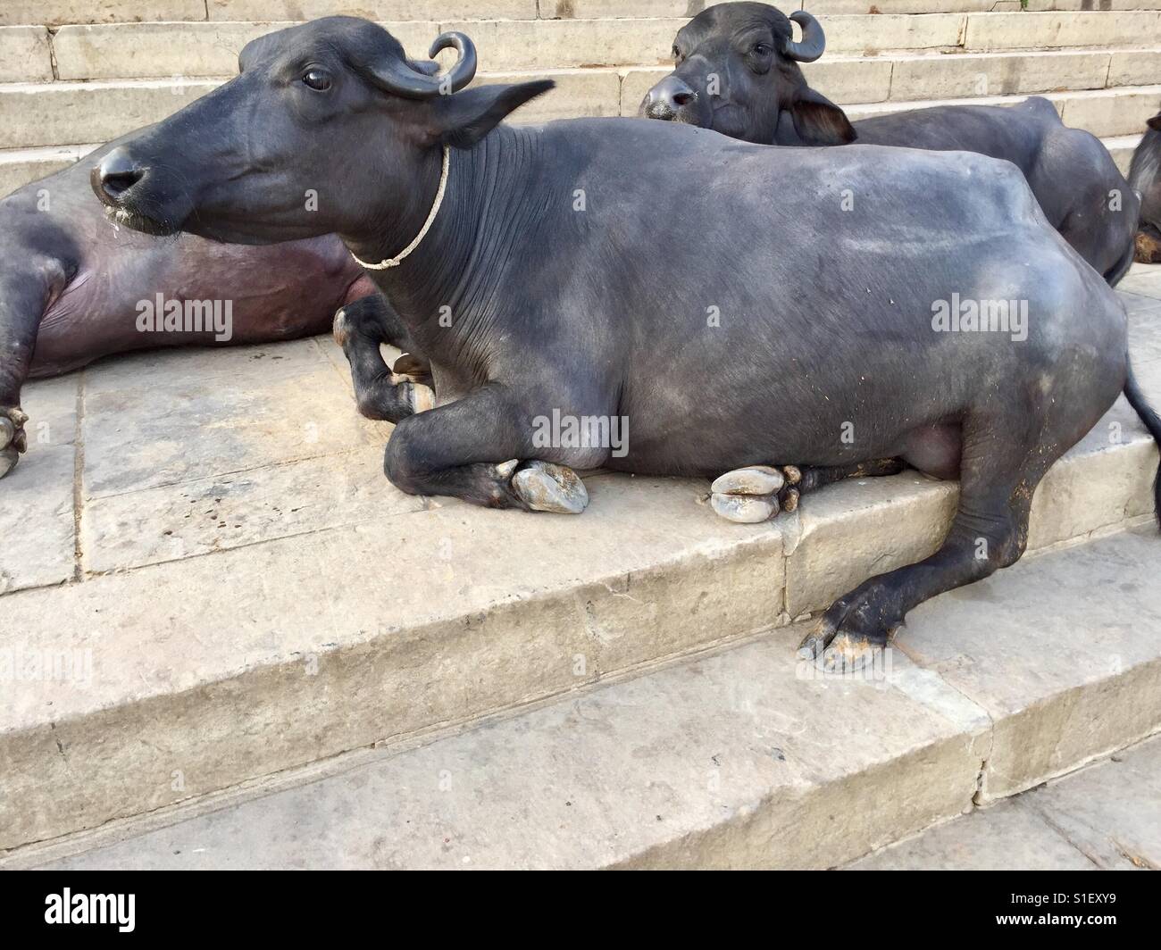 Water buffalo rest on the bank of the river Ganges, India - Smartphone Captured Stock Image