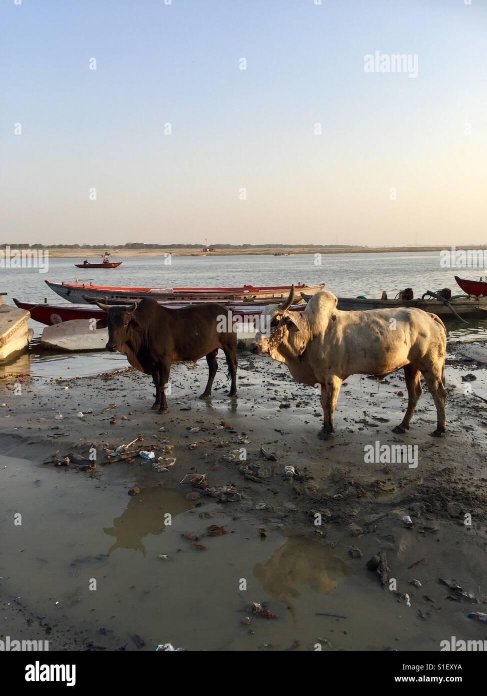 Bulls are seen on the bank of the river Ganges in Varanasi, India - Smartphone Captured Stock Image
