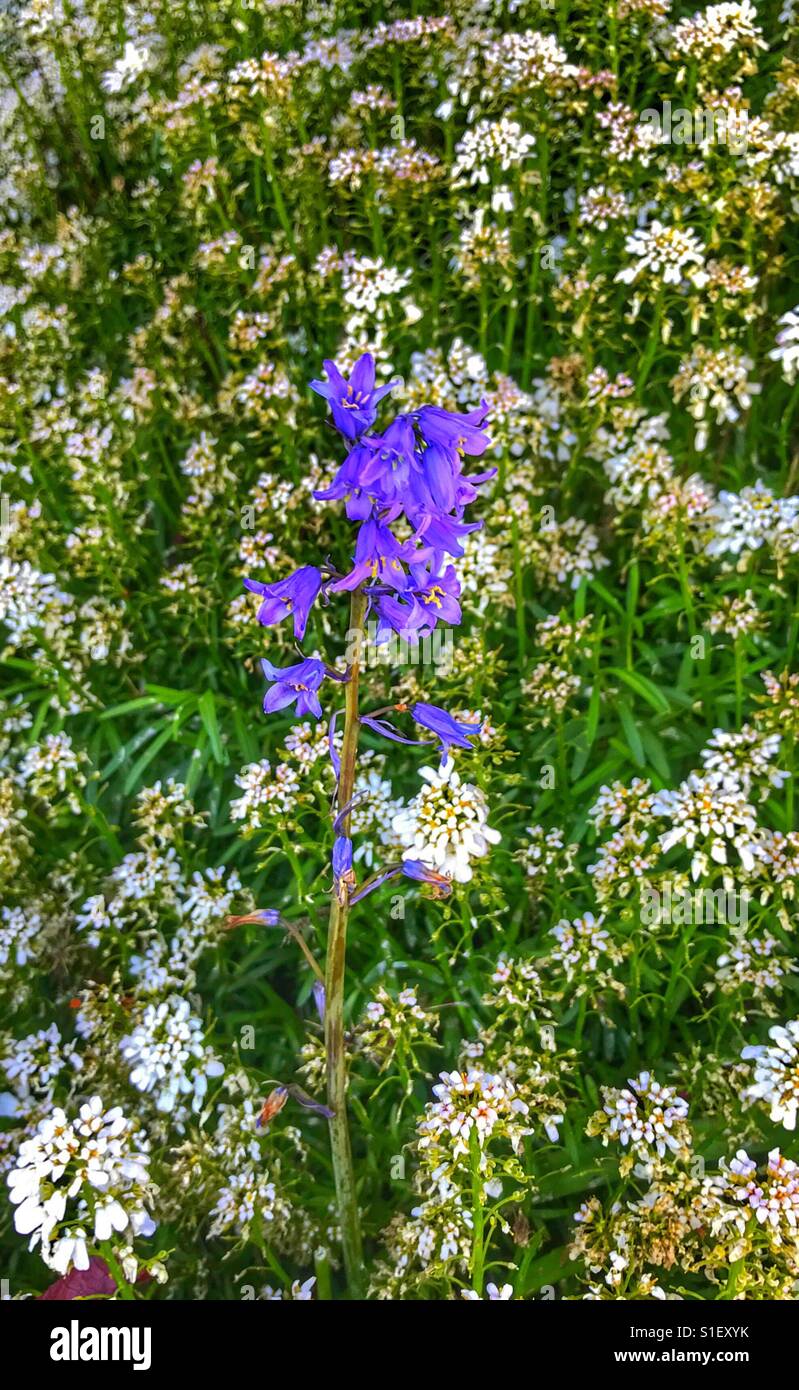 Purple flowers and a field of white flowers - Smartphone Captured Stock Image