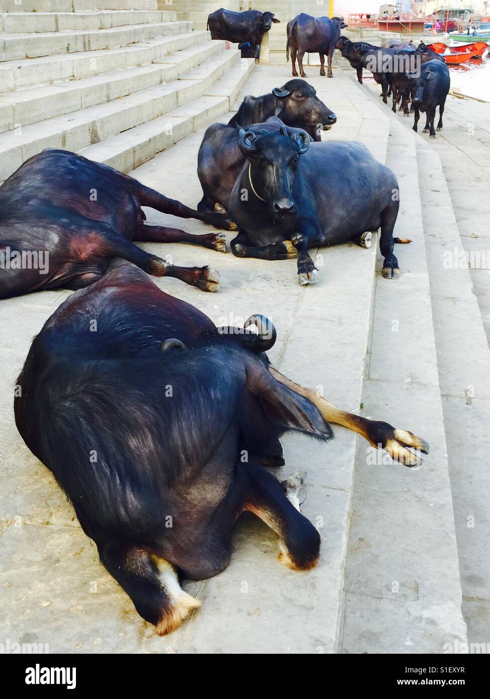 Water buffalo rest on the bank of the river Ganges in Varanasi, India - Smartphone Captured Stock Image