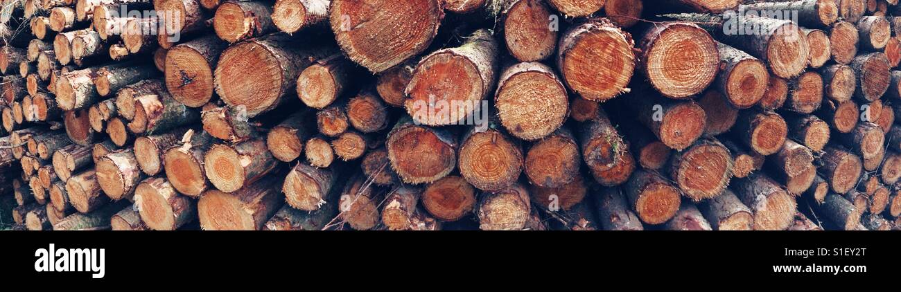 Large stack of harvested timber - Smartphone Captured Stock Image