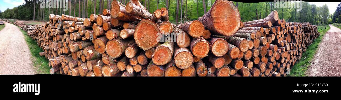 Panoramic image of a large stack of logs - Smartphone Captured Stock Image