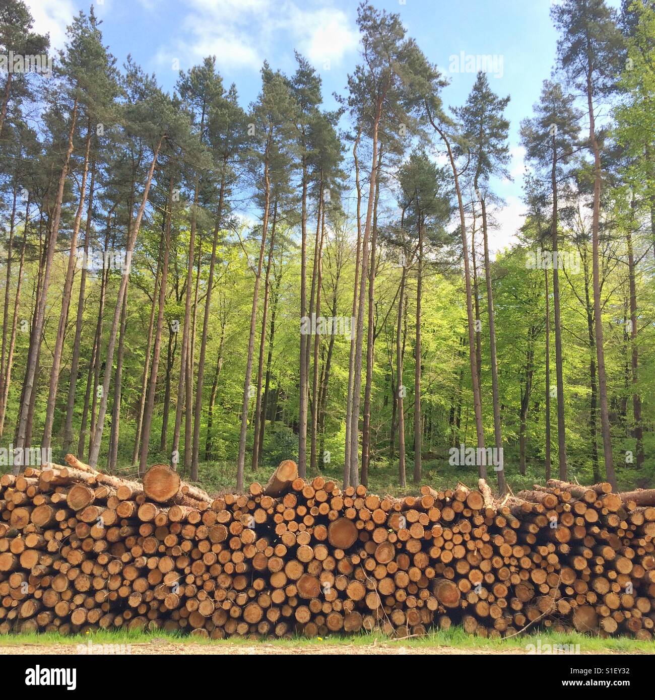 Large stack of harvested logs in woodland. Hampshire, England,United Kingdom. - Smartphone Captured Stock Image