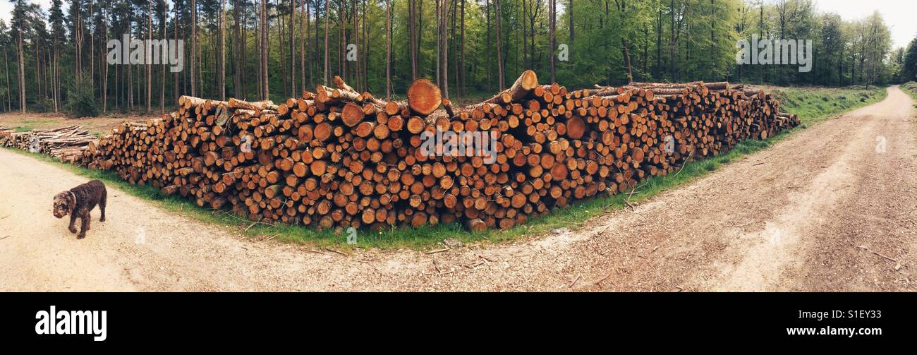 Large stack of logs and a brown Labradoodle dog. - Smartphone Captured Stock Image