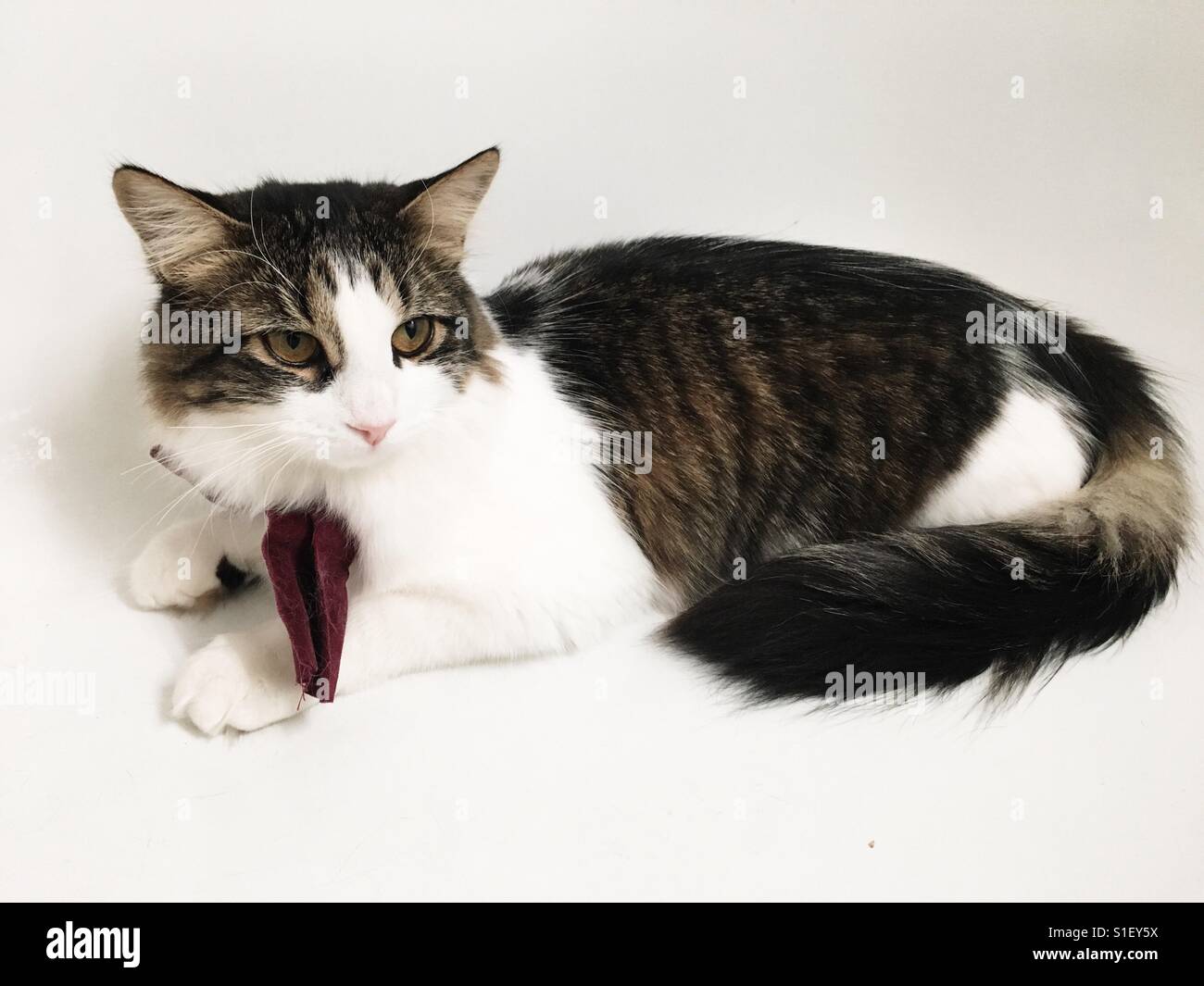 Kitten wearing bow tie hi-res stock photography and images - Alamy