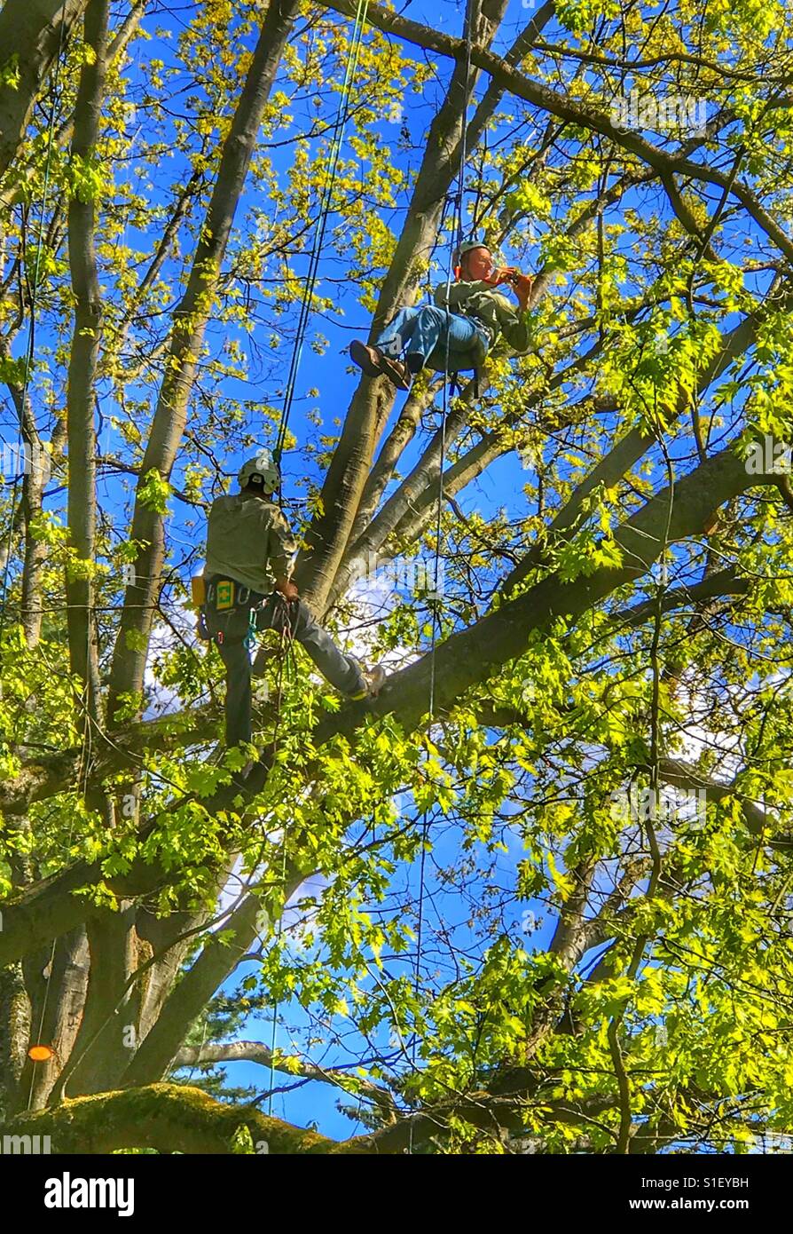 Men climbing in a tree with ropes Stock Photo