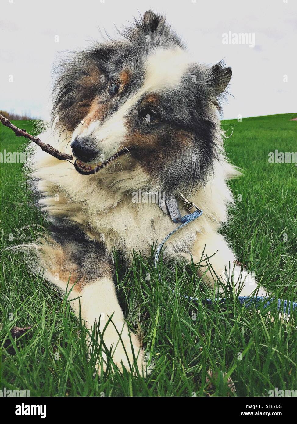 Grrrr - Smartphone Captured Stock Image