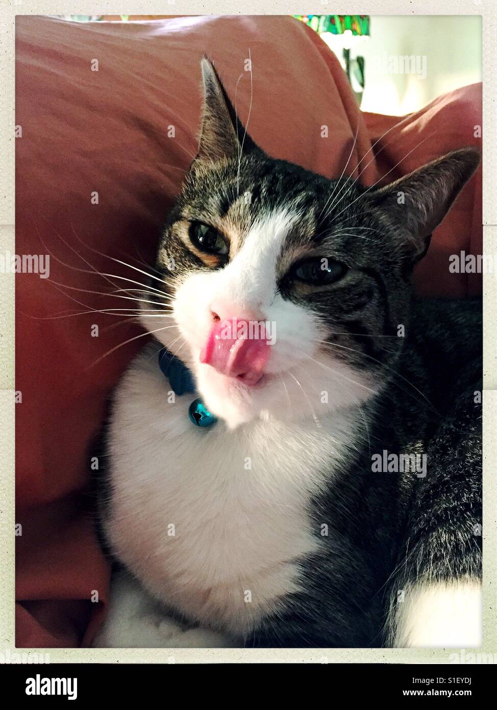 Cat tongue Stock Photo