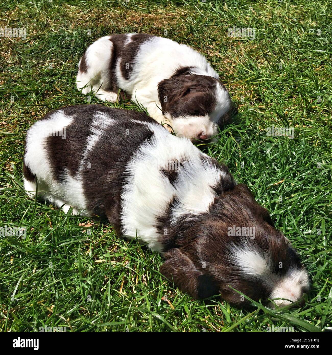 Springer Spaniel puppies (5 weeks old) sleeping outside on the grass - Smartphone Captured Stock Image