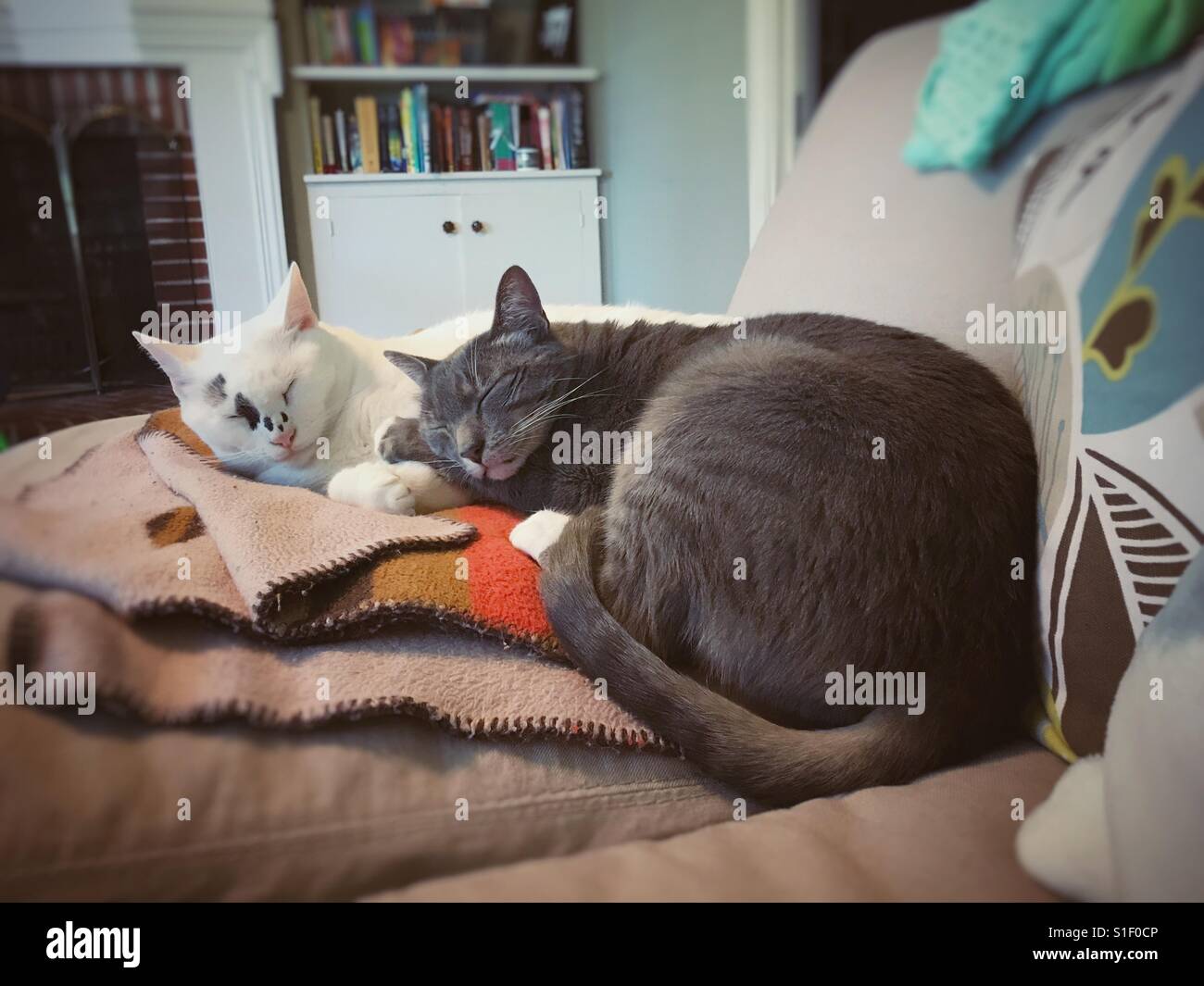 Cats cuddle together on a couch. Stock Photo