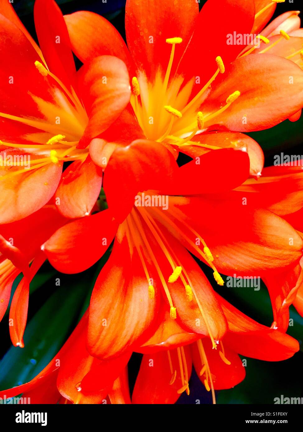 Spectacular Fire Lily, Bush Lily, Clivia, Clivia Lily, St. John's Lily, Boslelie,Clivia miniata, winter bloomer, deep orange flowers, sunshine-yellow centers, South Africa, India, Amaryllis Family Stock Photo