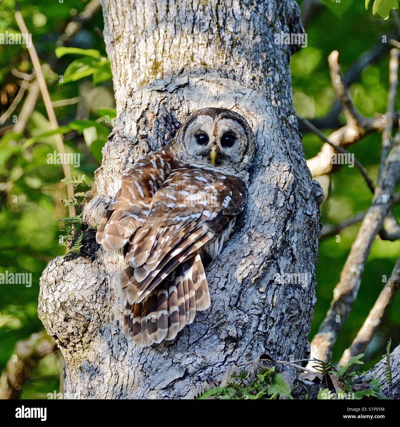 Barred owl habitat