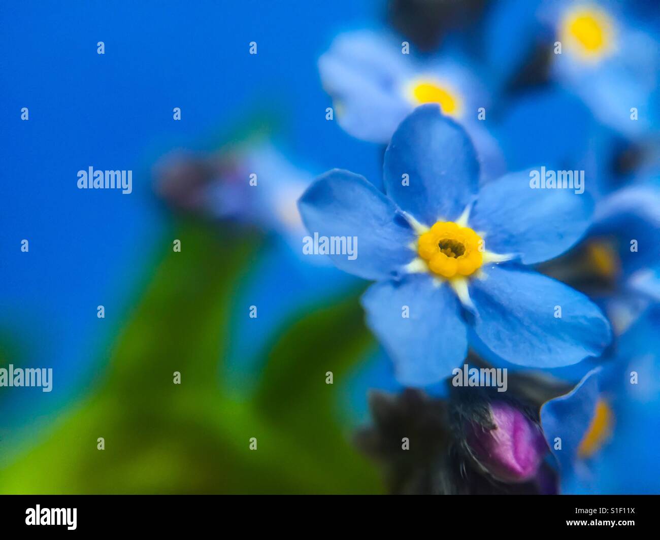 Forget me not flower ultra closeup - Smartphone Captured Stock Image