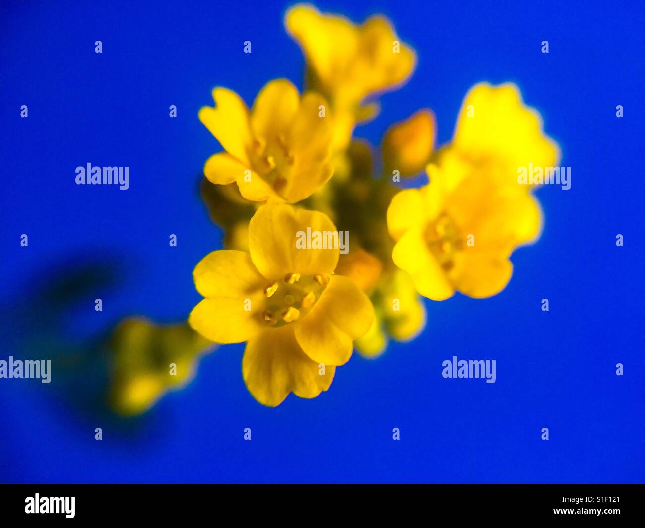 Tiny Gold Dust flower macro - Smartphone Captured Stock Image