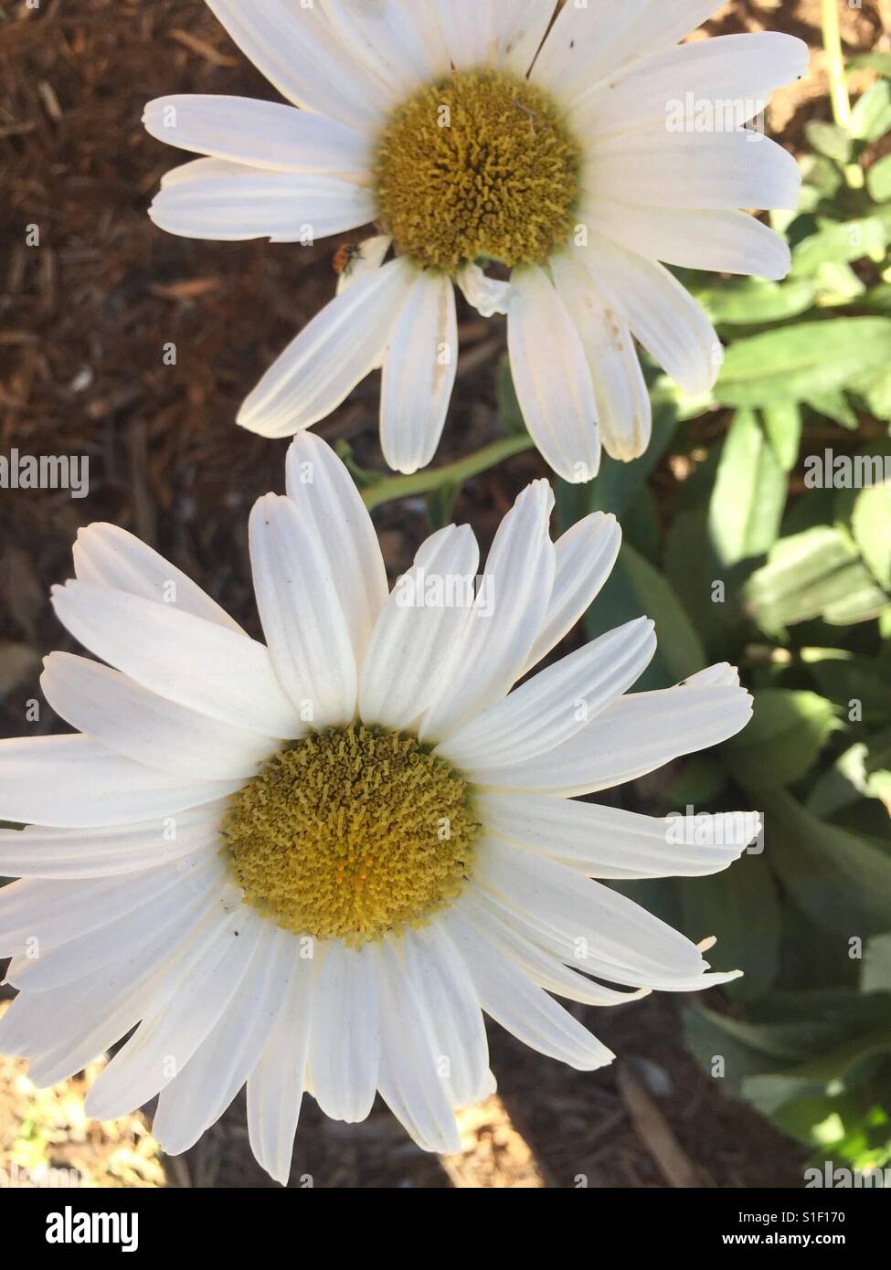 Good morning daisy hi-res stock photography and images - Alamy