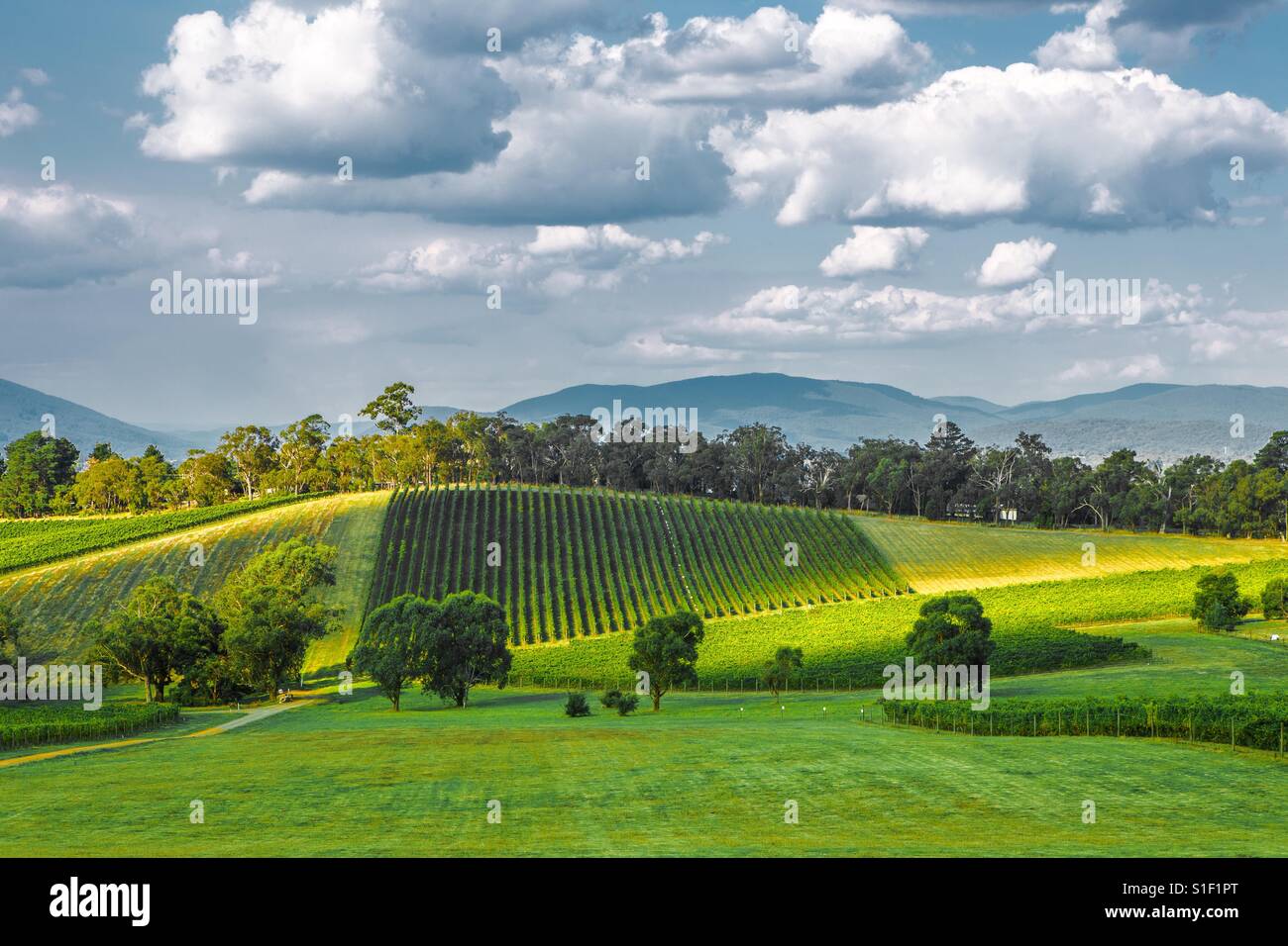 Winery landscape during a sunny autumn in Yarra Valley Melbourne Stock Photo