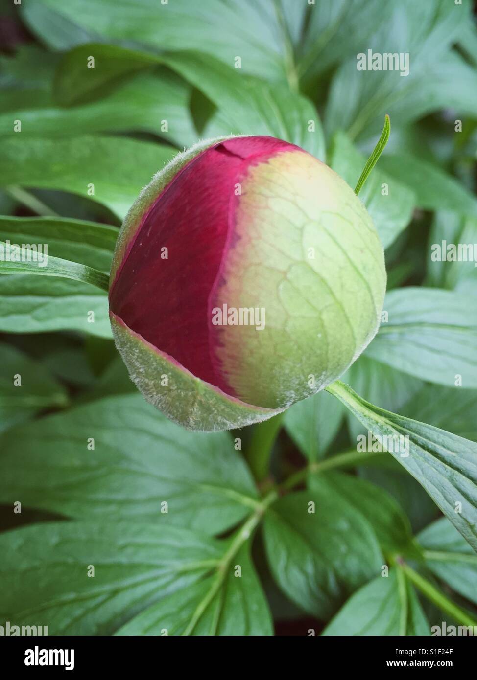 Peony bud - Smartphone Captured Stock Image