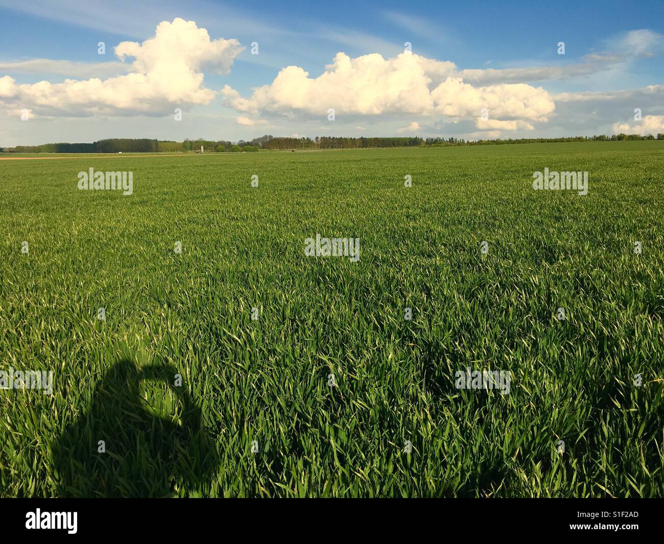 Selfie shadow on field of green wheat with blue sky and fluffy clouds Stock Photo