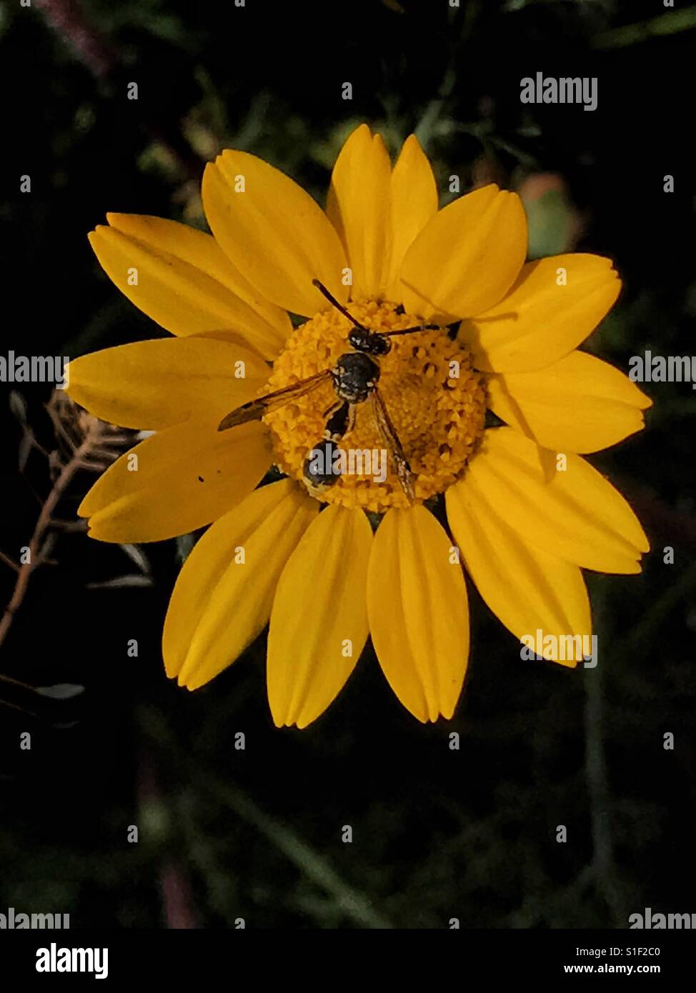 Seeding; a bee on a yellow flower. Getting its legs covered with pollens Stock Photo