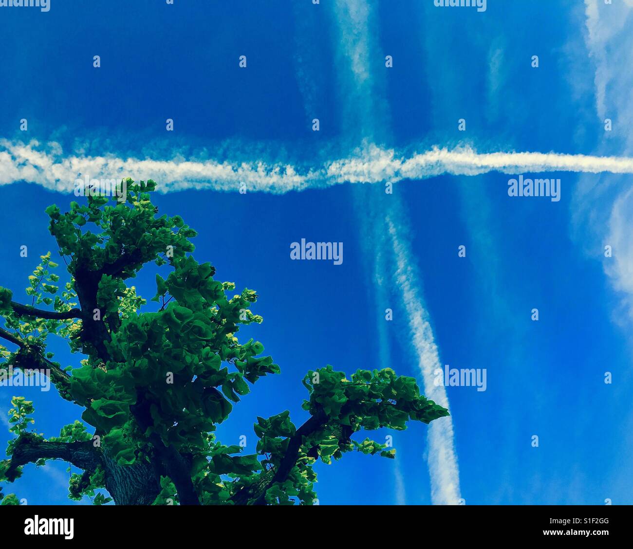 A tree against the sky with plane trails - Smartphone Captured Stock Image