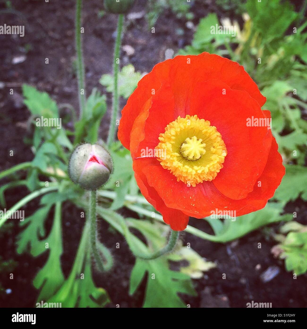 Icelandic Poppy - Smartphone Captured Stock Image