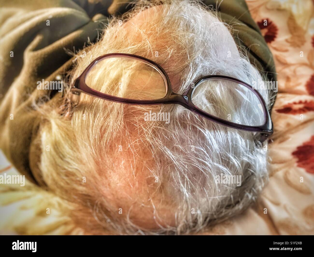 Reading glasses sitting on the top of a elderly mans head - Smartphone Captured Stock Image