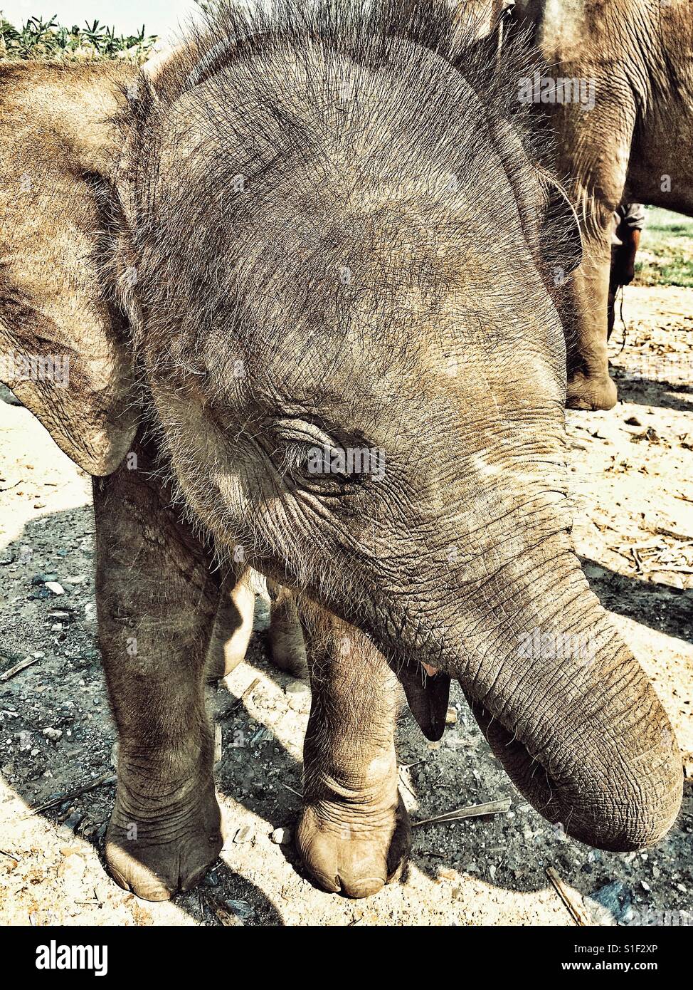 Elephant hair hi-res stock photography and images - Page 2 - Alamy Elephant hair hi-res stock photography and images - Page 2 - Alamy