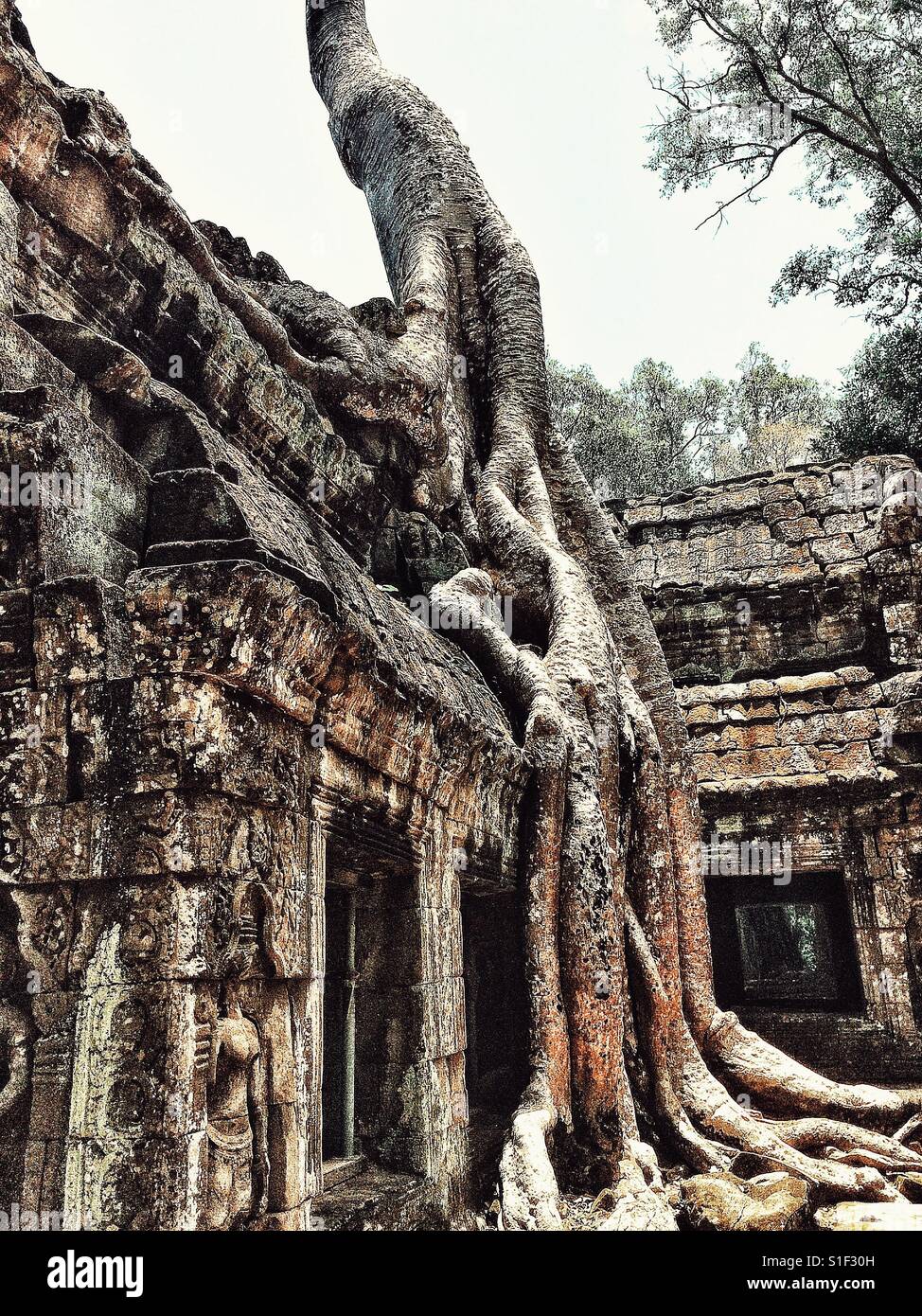 Regrowing Temples Growing over temple hi-res stock photography and images - Alamy