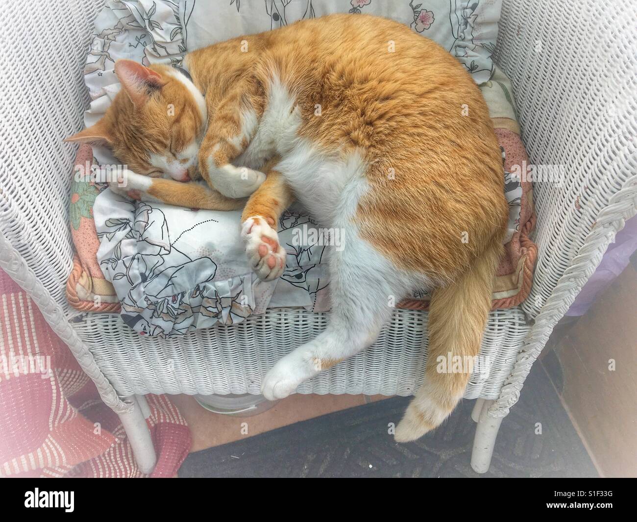 Ginger cat comfortable on a chair in the sunshine Stock Photo