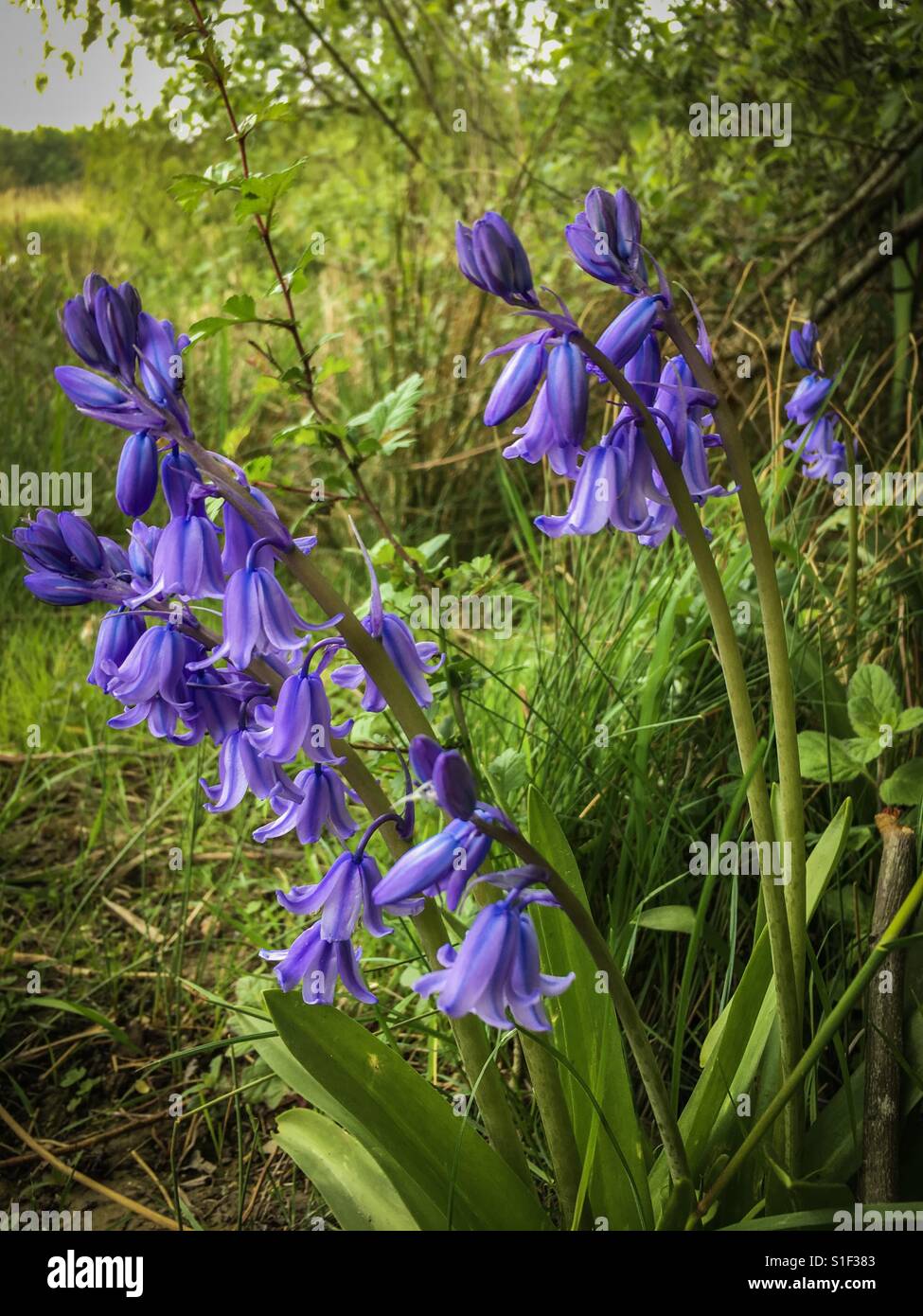 Spring bluebells at the edge of a field - Smartphone Captured Stock Image