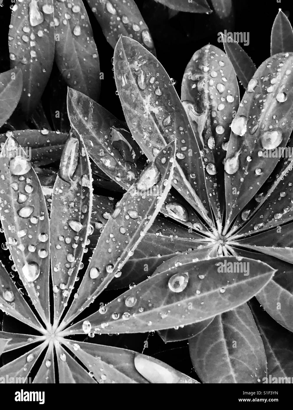 Black And White Close Up Water Drops On Plant Stock Photo Alamy