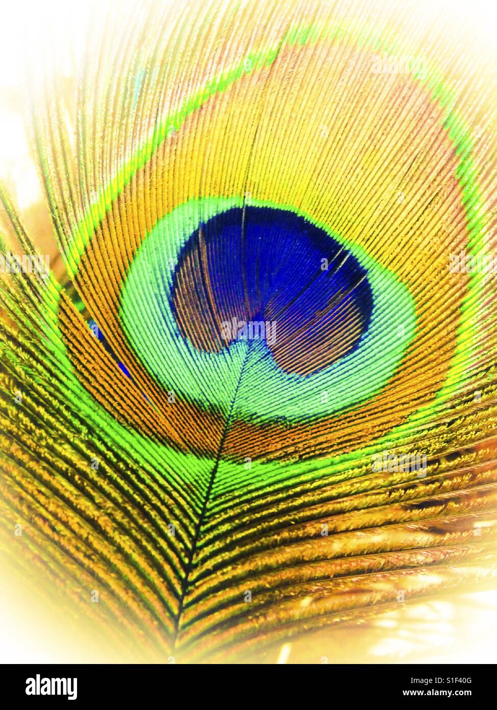 Peacock feather. Stock Photo