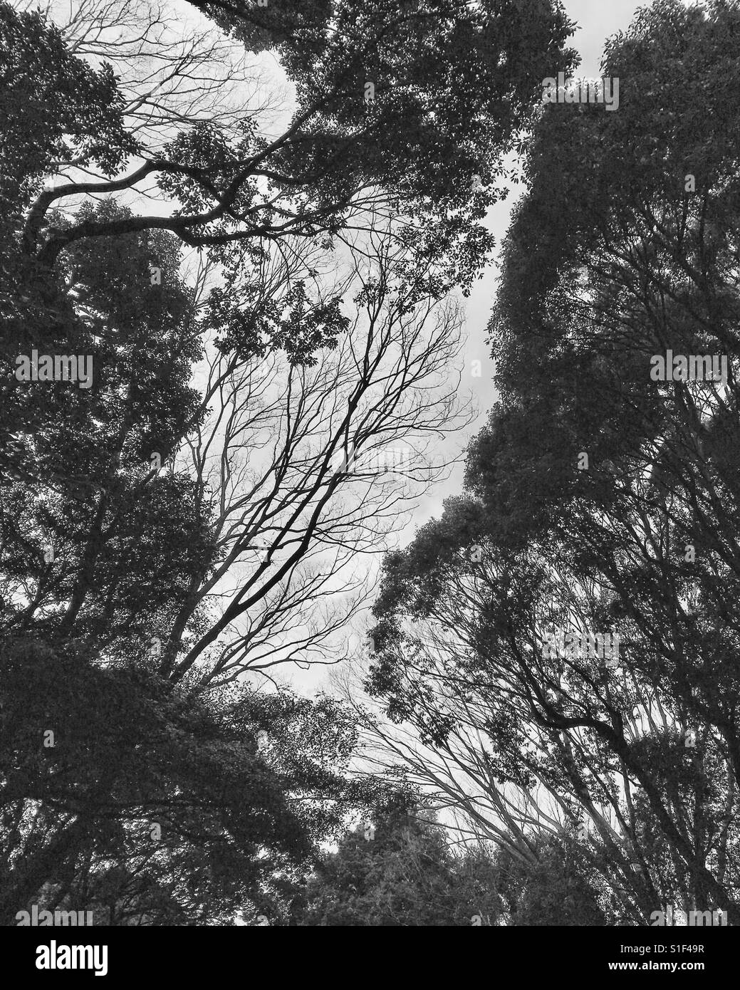 Structure of trees, movement and forms Stock Photo - Alamy