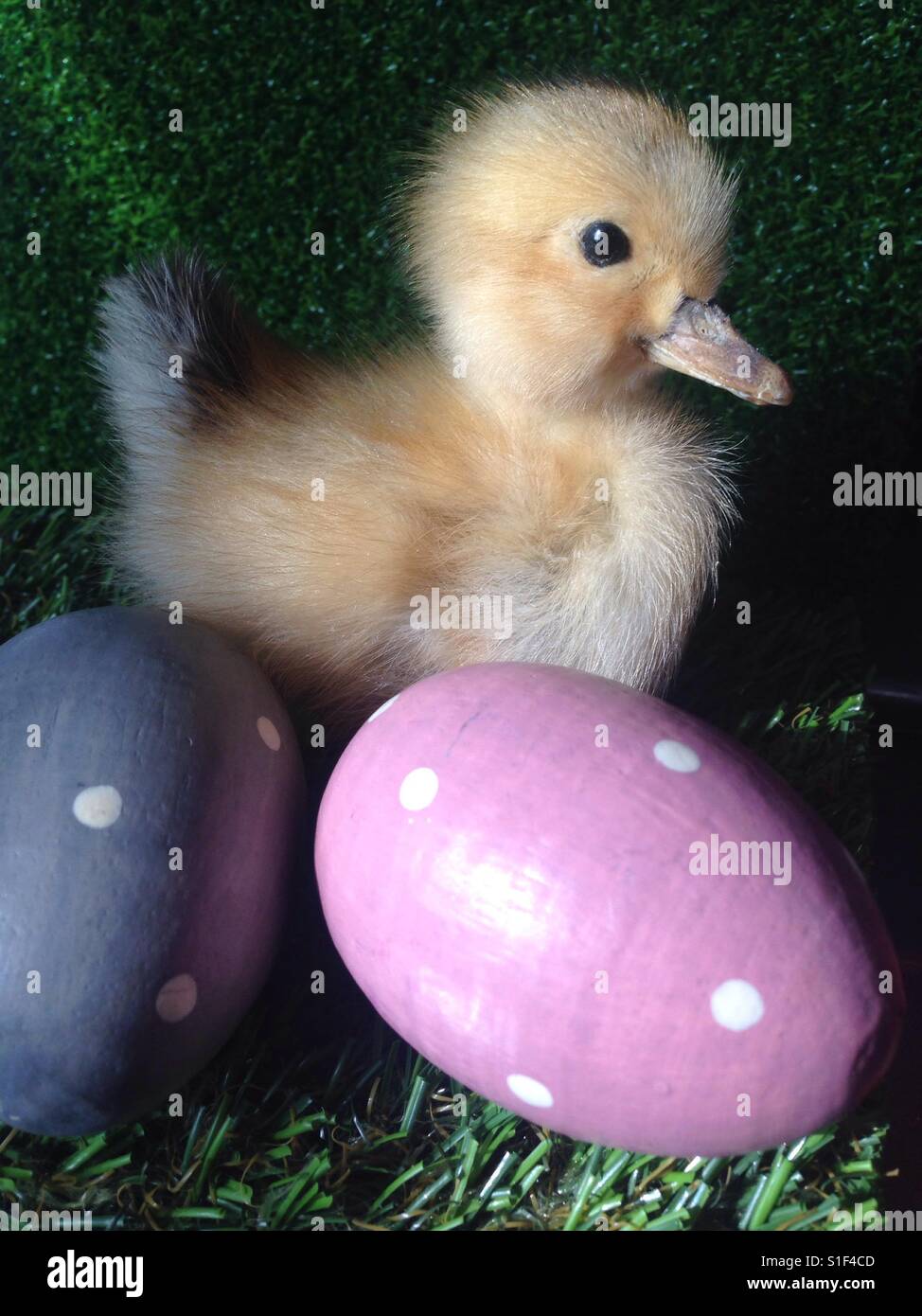 Easter egg hunt duckling chick in garden with polka dot Easter eggs Stock Photo