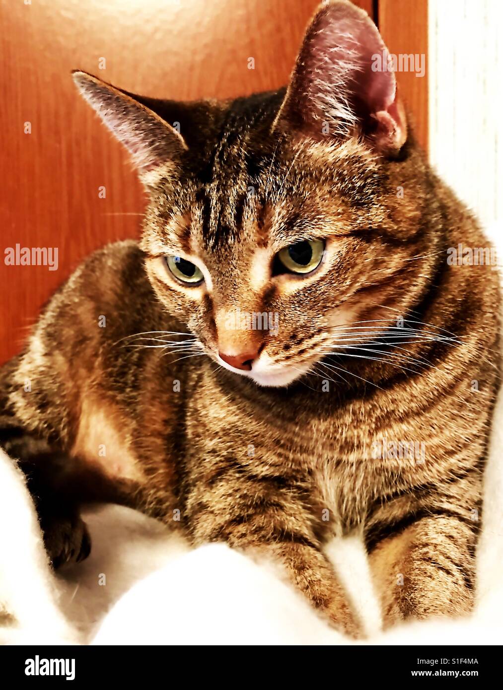 Portrait of beautiful domestic or american shorthair tabby cat Stock ...