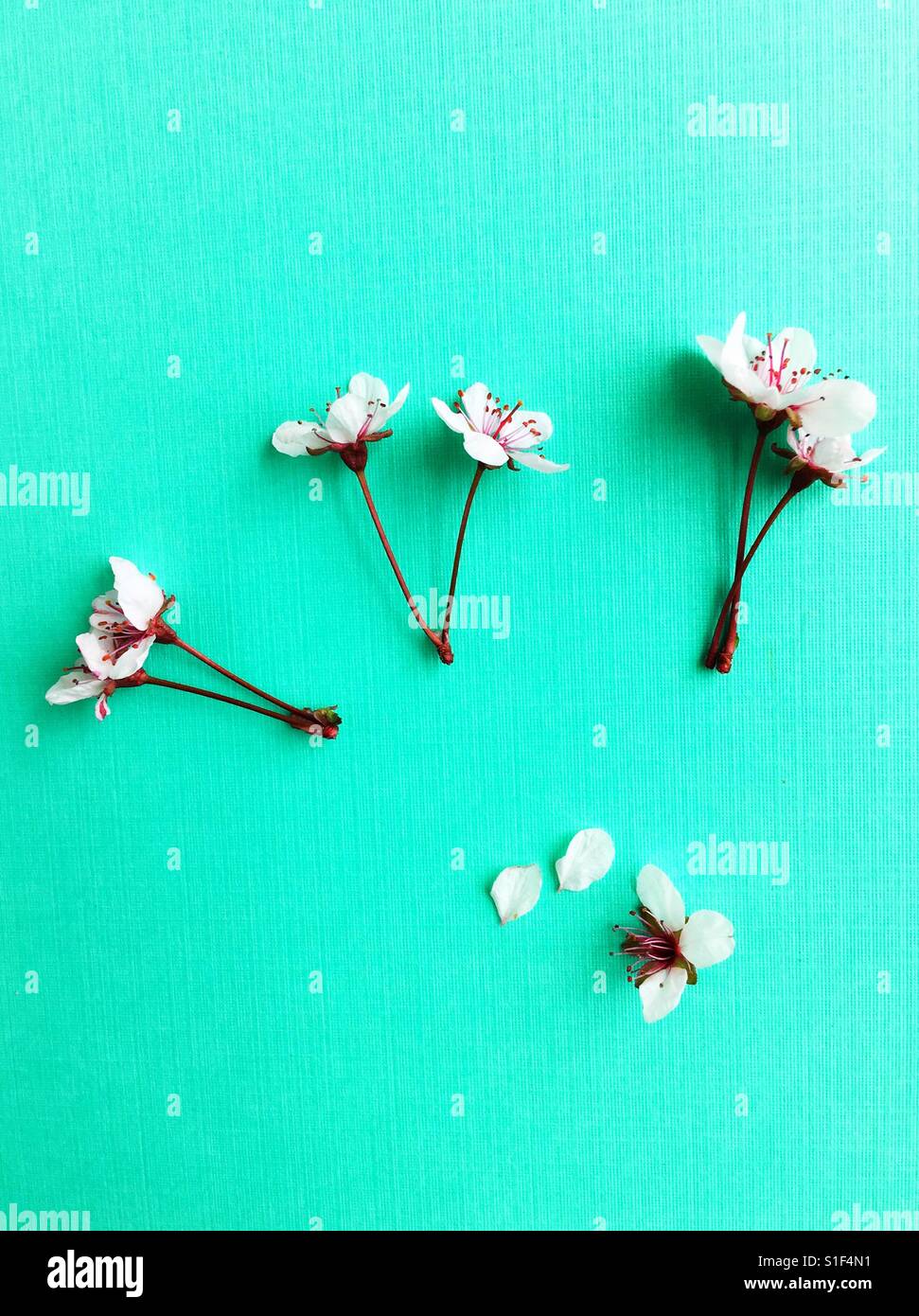 Cherry blossoms on a green background Stock Photo - Alamy