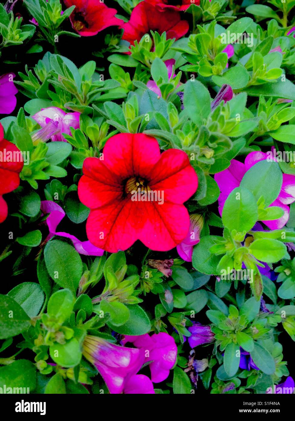 Dwarf Petunia, Rose Red, Hot pink,Purple, Petunia nana compacta Stock Photo