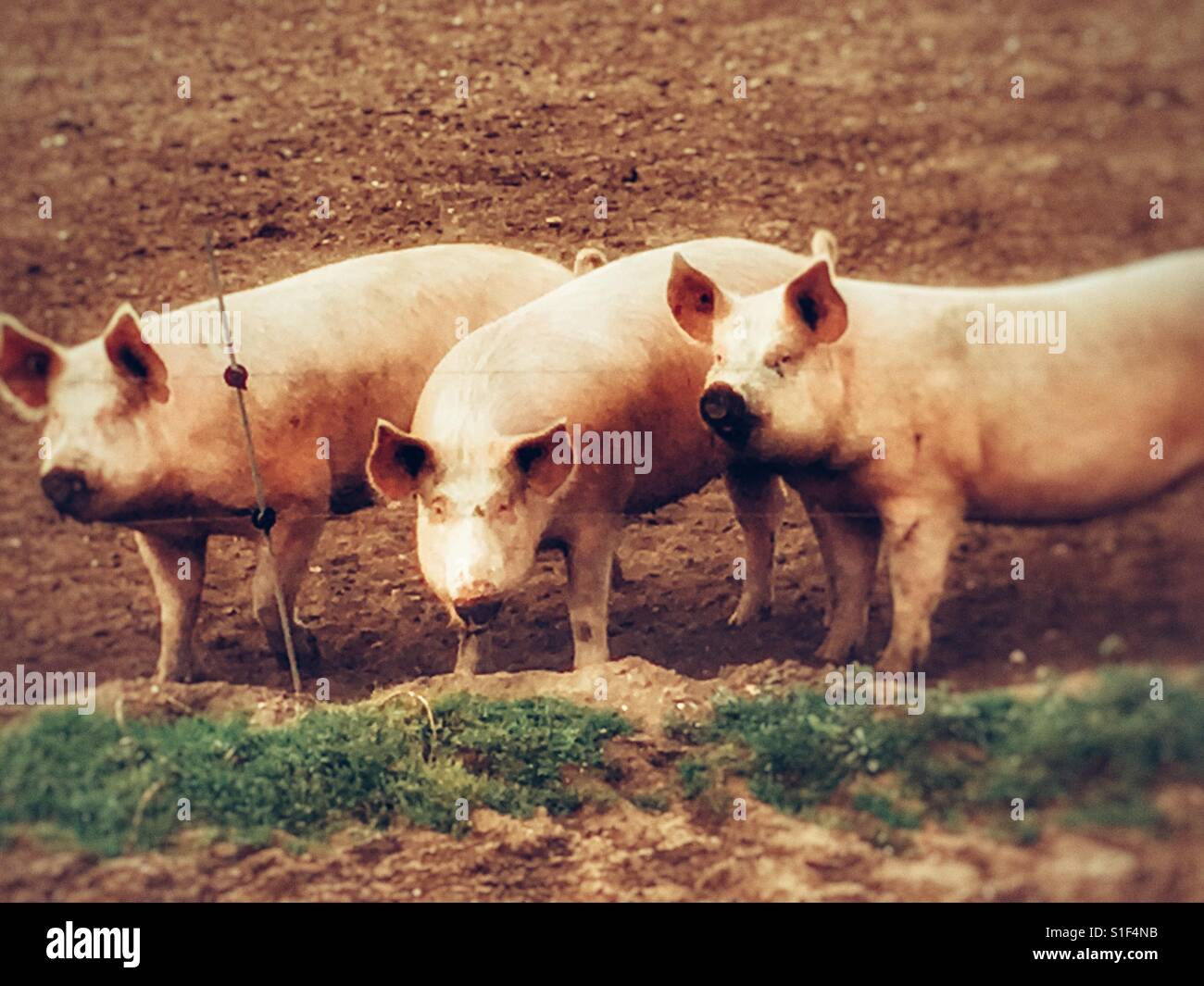Outdoor reared pigs Stock Photo Alamy