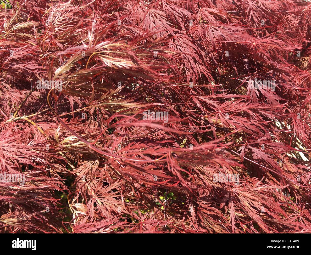 Japanese acer or ornamental maple tree leave moving in the wind - Smartphone Captured Stock Image