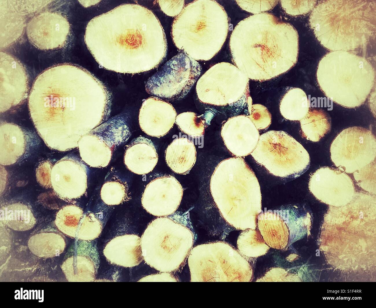 Cut logs - Smartphone Captured Stock Image