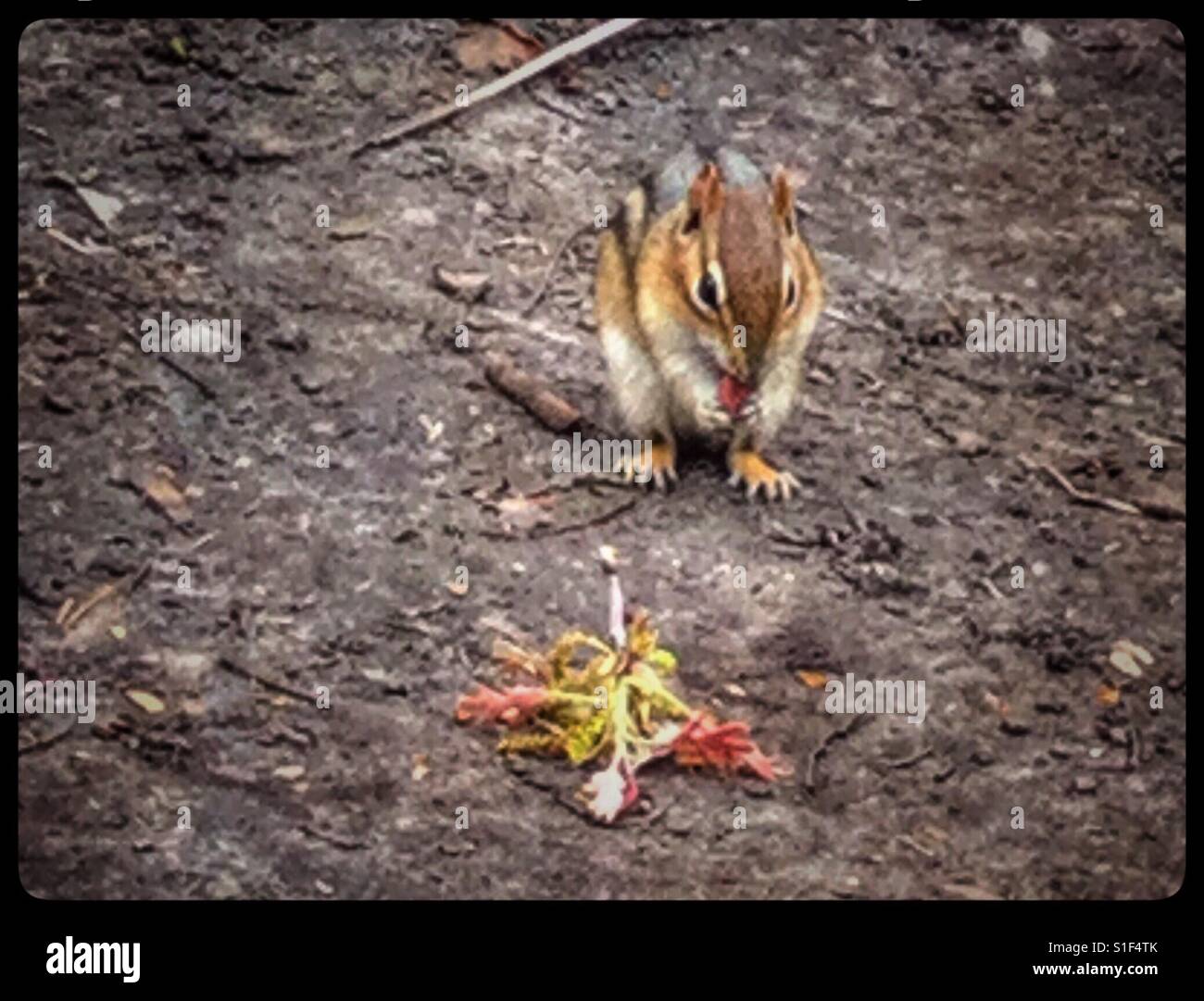 A cute chipmunk pausing to eat. Stock Photo
