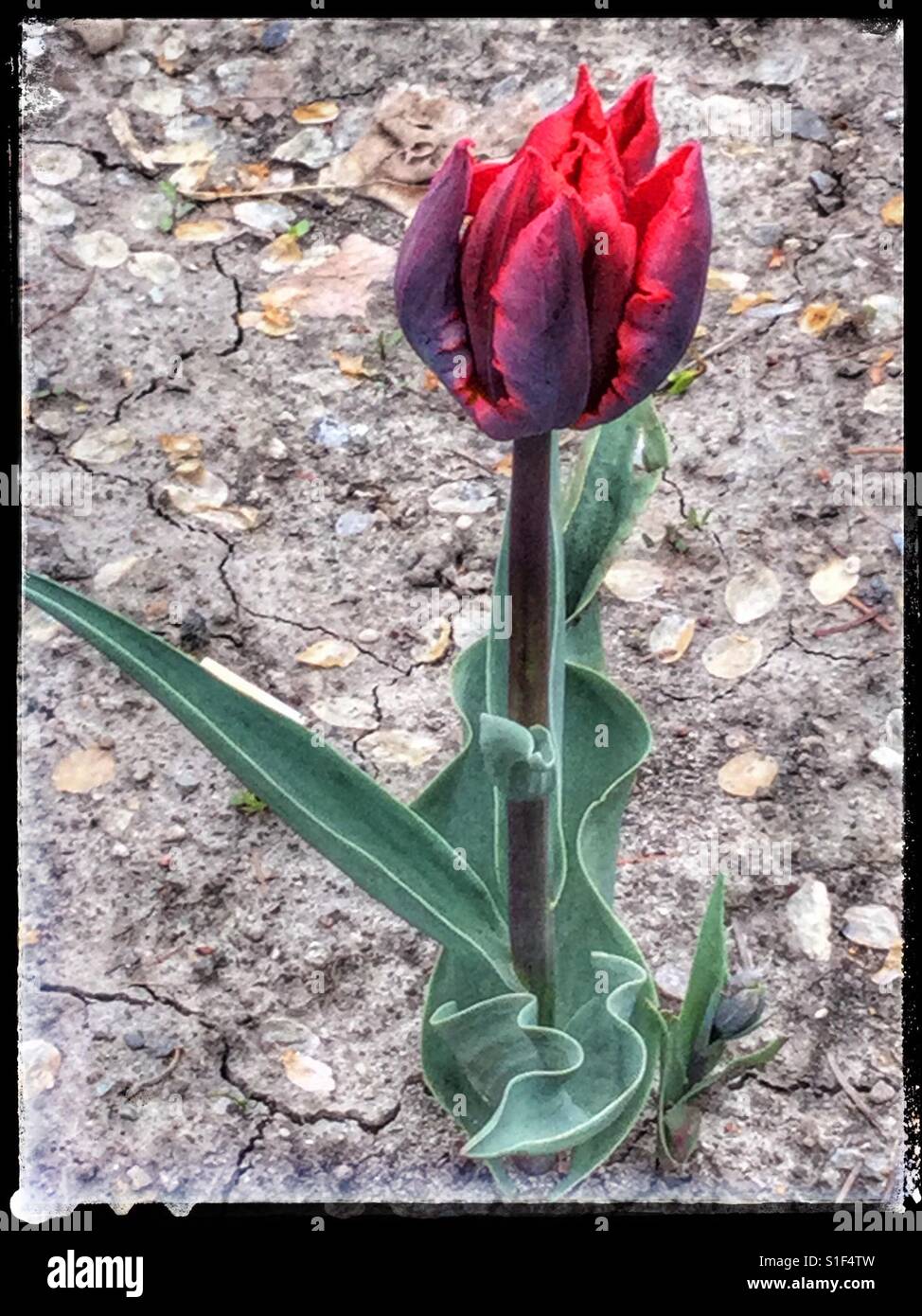 Lone red tulip standing proud and tall. Stock Photo