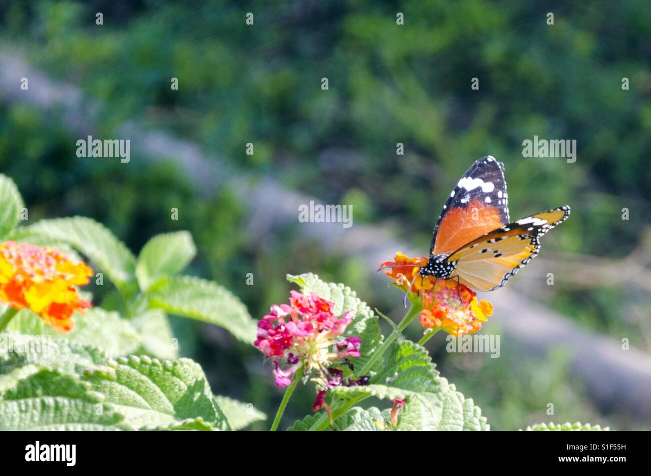 Butterfly - Smartphone Captured Stock Image