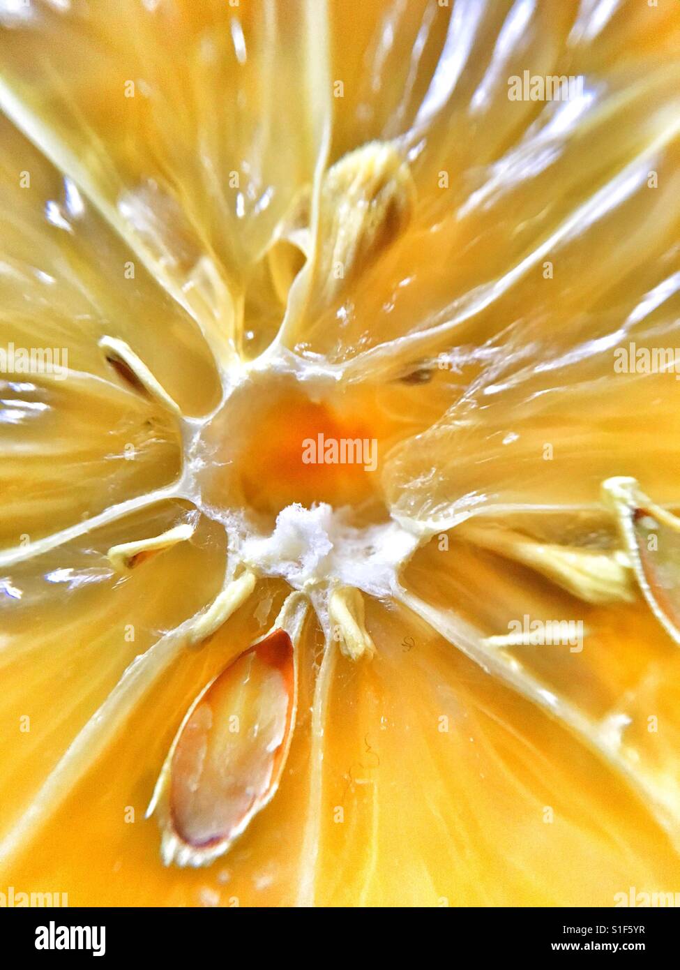 Lemon with pips Stock Photo Alamy